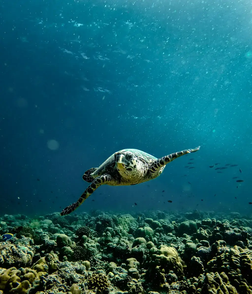 Maldives